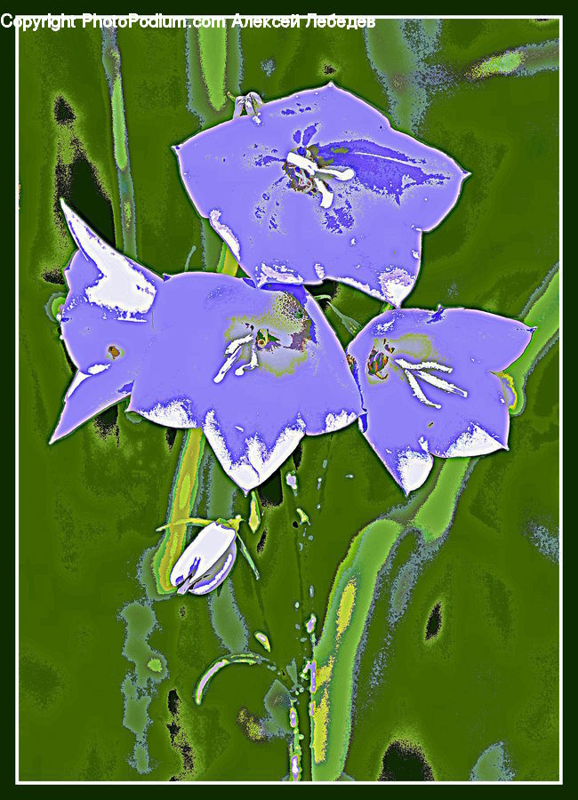 Blossom, Flora, Flower, Geranium, Plant, Collage, Poster