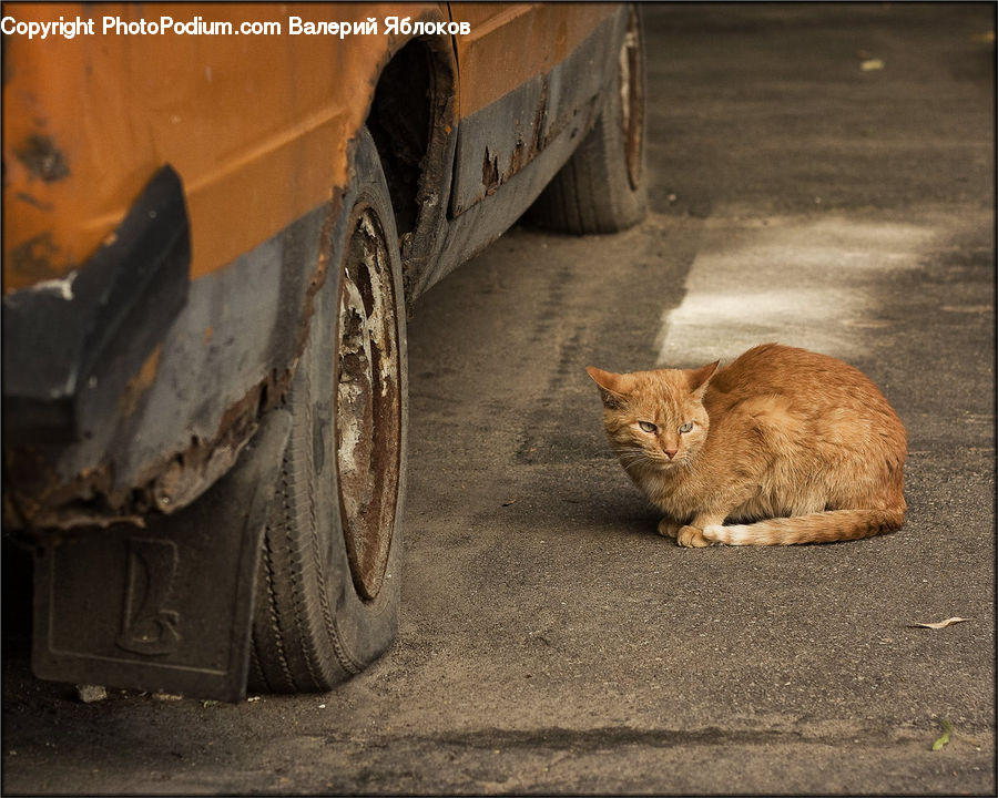 Drive Shaft, Animal, Cat, Mammal, Manx, Pet, Abyssinian