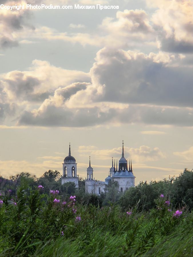 Lavender, Plant, Potted Plant, Architecture, Bell Tower, Clock Tower, Tower