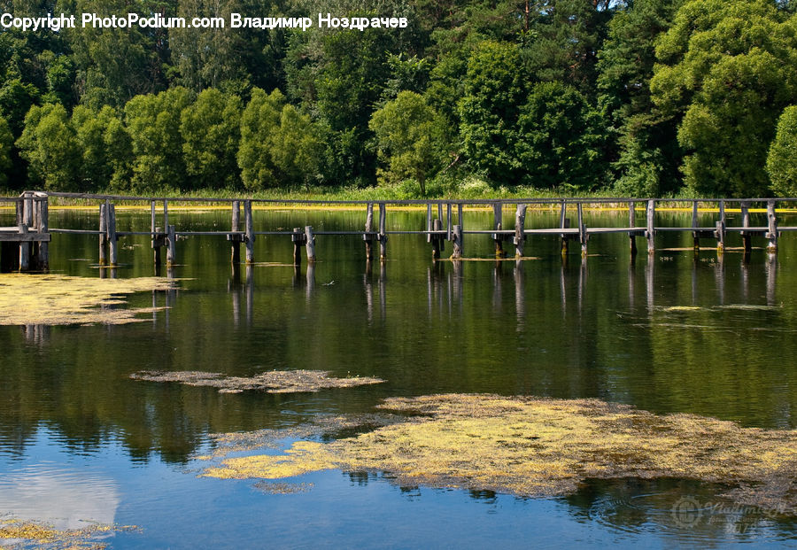 Outdoors, Pond, Water, Forest, Vegetation, Blossom, Flora