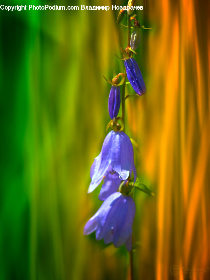 Flora, Flower, Iris, Plant, Blossom, Geranium, Violet