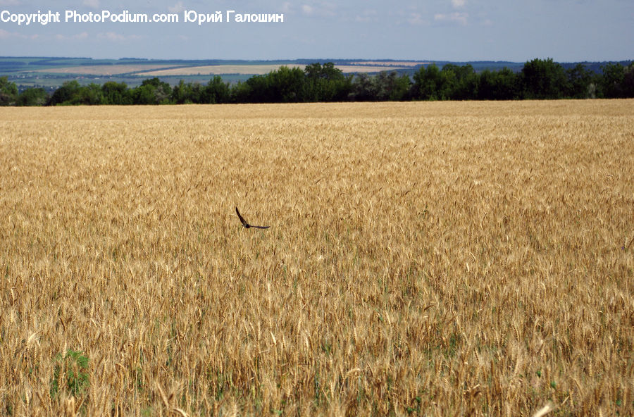 Grain, Wheat, Field, Grass, Grassland, Plant