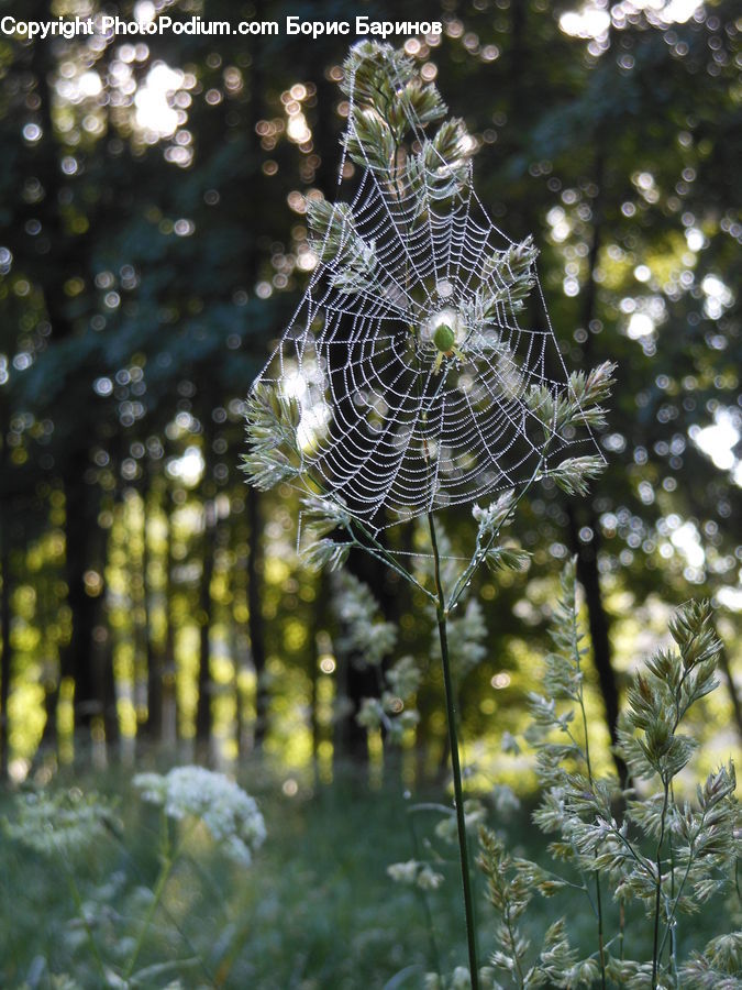 Arachnid, Garden Spider, Insect, Invertebrate, Spider, Algae, Conifer