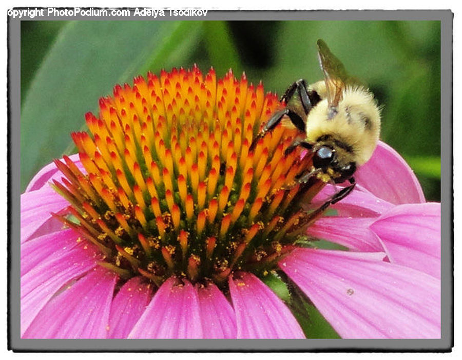 Bee, Insect, Invertebrate, Andrena, Apidae, Bumblebee, Honey Bee