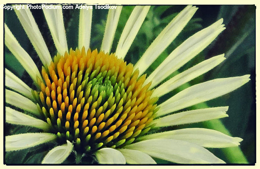 Plant, Blossom, Flora, Flower, Treasure Flower, Daisies, Daisy