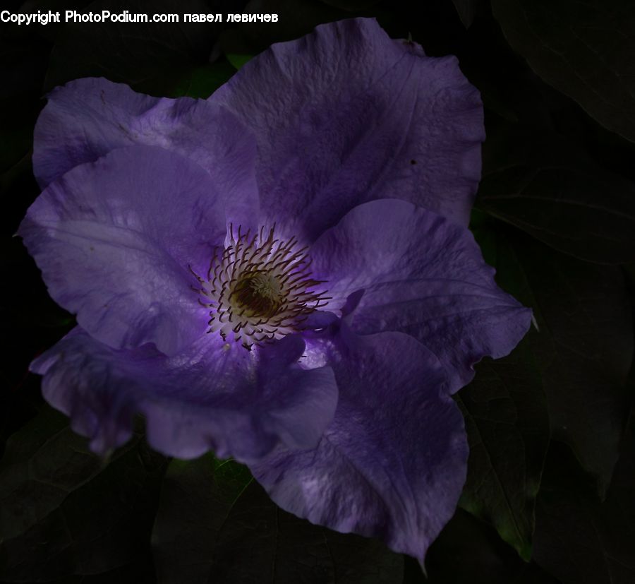 People, Person, Human, Blossom, Flora, Flower, Geranium