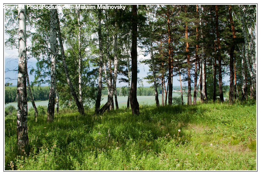 Forest, Vegetation, Conifer, Fir, Plant, Tree, Blossom