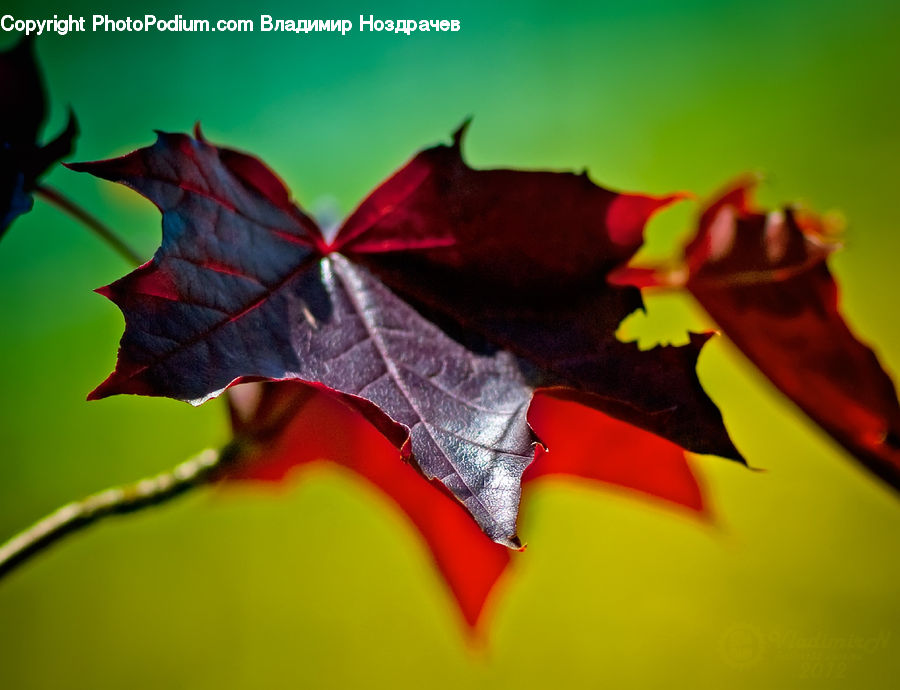 Maple, Maple Leaf, Plant, Tree, Wood, Blossom, Flora