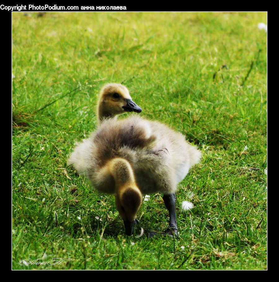 Adorable, Bird, Goose, Waterfowl, Duck, Field, Grass