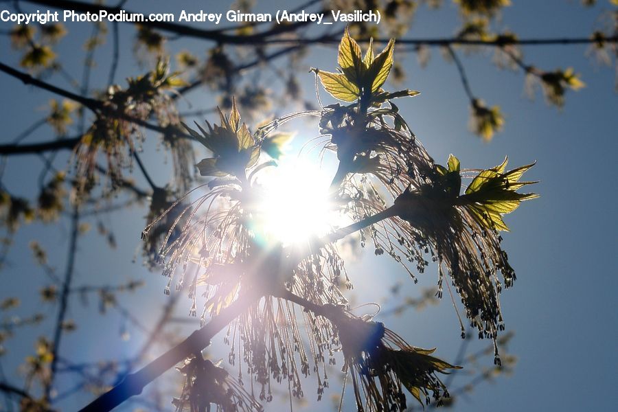 Flare, Light, Sunlight, Blossom, Flora, Flower, Plant
