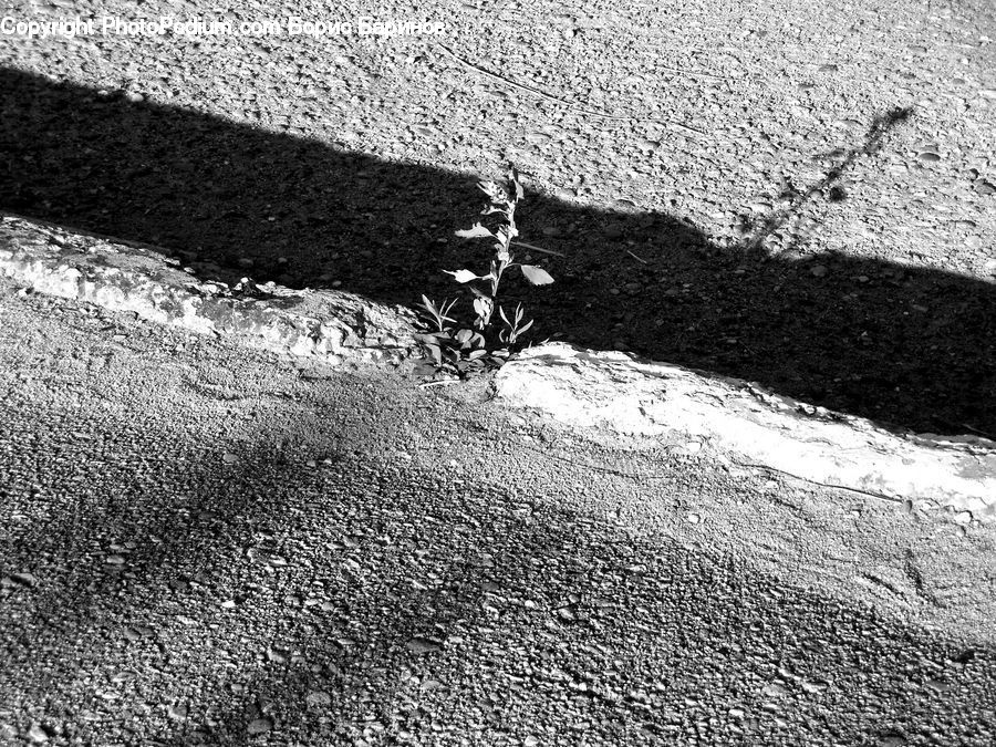 Plant, Potted Plant, Asphalt, Tarmac, Pavement, Blossom, Flora