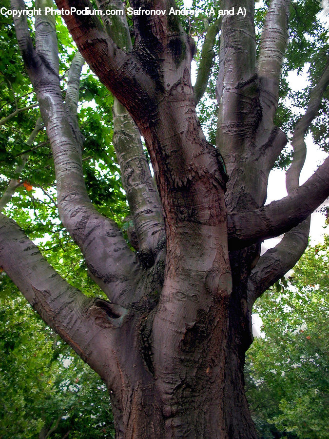 Birch, Tree, Wood, Oak, Plant, Forest, Jungle