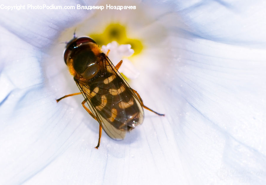 Bee, Insect, Invertebrate, Asilidae, Apidae, Bumblebee, Andrena