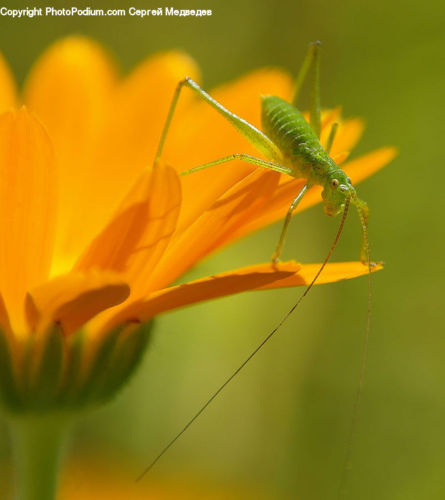 Cricket Insect, Grasshopper, Insect, Invertebrate, Cosmos, Daisies, Daisy