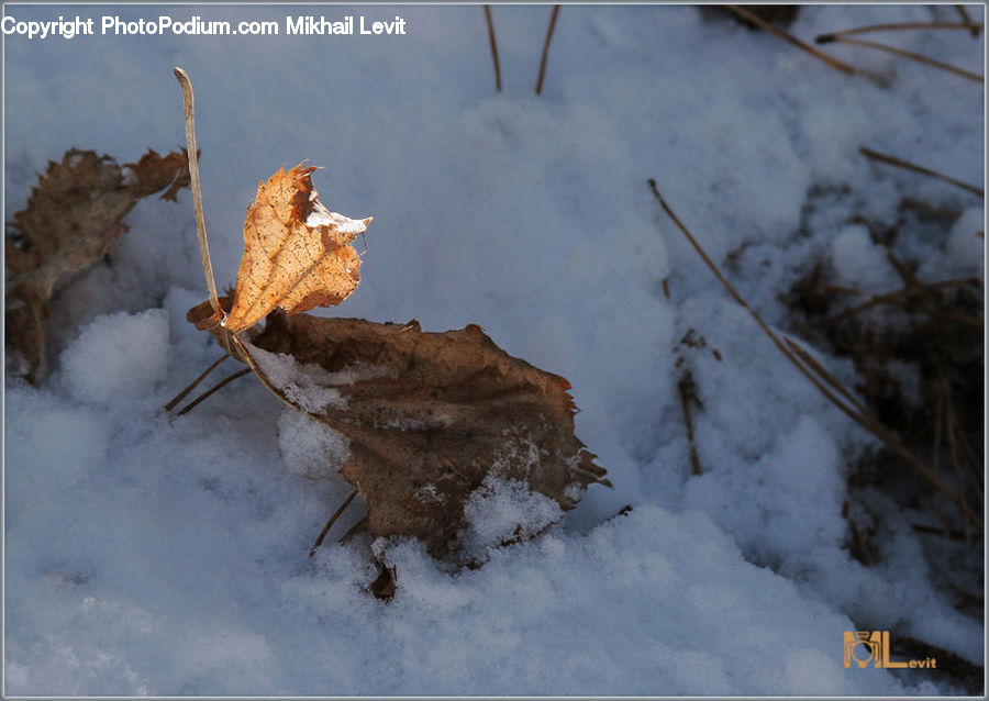 Butterfly, Insect, Invertebrate, Moth, Maple, Maple Leaf, Plant