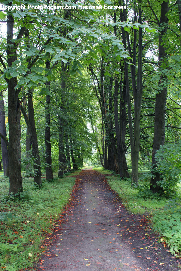 Path, Road, Walkway, Dirt Road, Gravel, Forest, Jungle