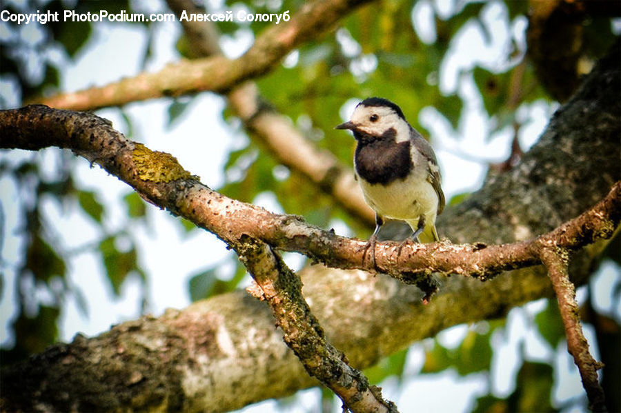 Bird, Finch, Oak, Sycamore, Tree, Tree Trunk, Wood