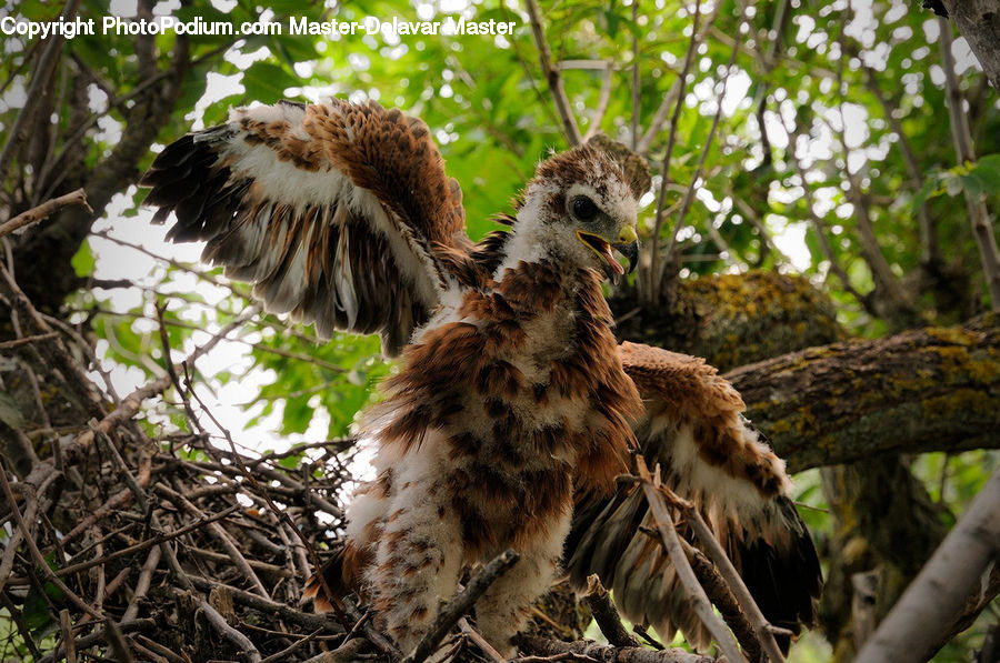 Bird, Buzzard, Harrier, Hawk, Vulture, Eagle, Plant