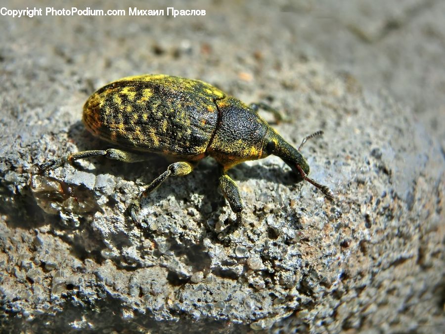 Dung Beetle, Insect, Invertebrate, Box Turtle, Reptile, Tortoise, Turtle