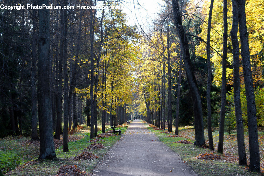 Path, Road, Walkway, Forest, Vegetation, Birch, Tree