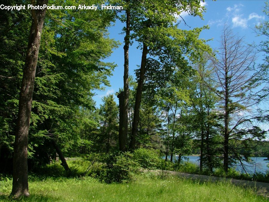 Conifer, Fir, Plant, Tree, Forest, Vegetation, Jungle