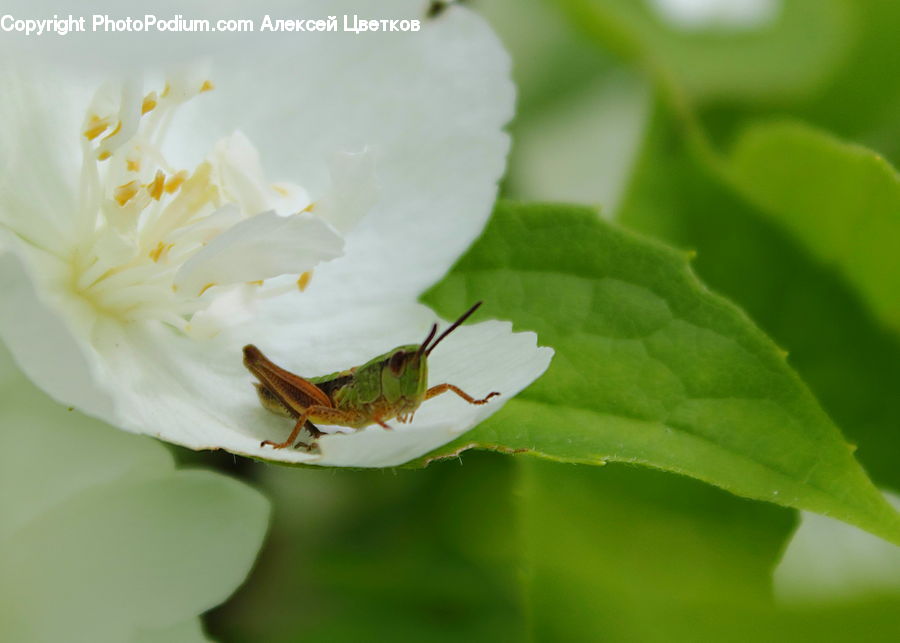 Cricket Insect, Grasshopper, Insect, Invertebrate, Bee, Bumblebee, Honey Bee