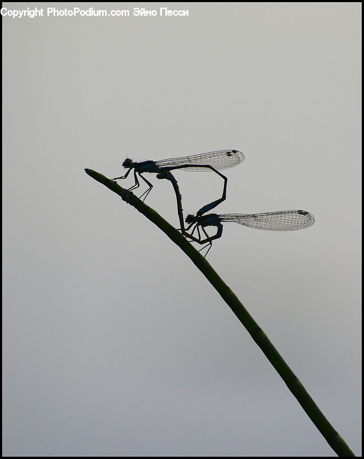 Anisoptera, Dragonfly, Insect, Invertebrate, Bee Eater, Bird, Glasses