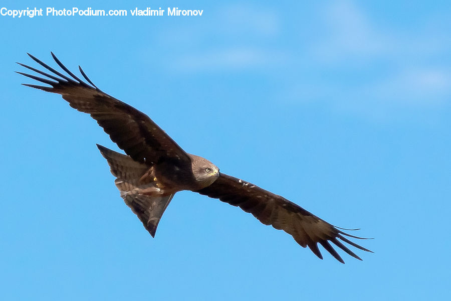 Bird, Eagle, Buzzard, Harrier, Hawk, Vulture, Beak