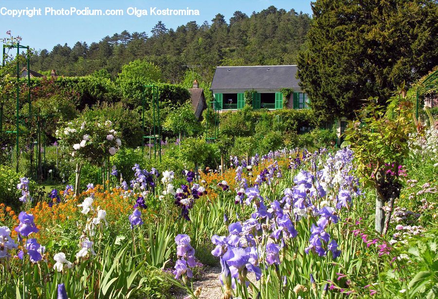 Flora, Flower, Iris, Plant, Building, Cottage, Housing
