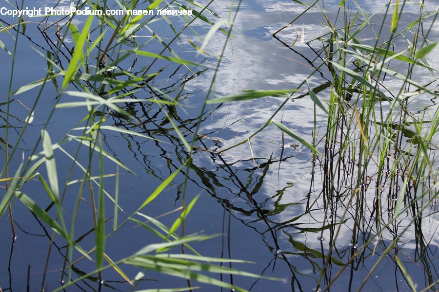 Field, Grass, Grassland, Plant, Vegetation, Reed, Blossom