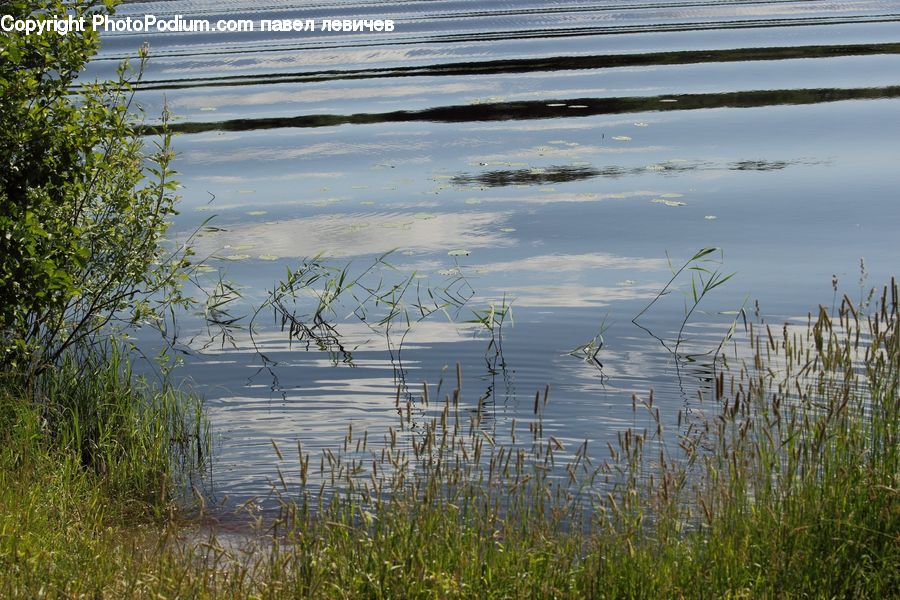 Field, Grass, Grassland, Plant, Land, Marsh, Pond