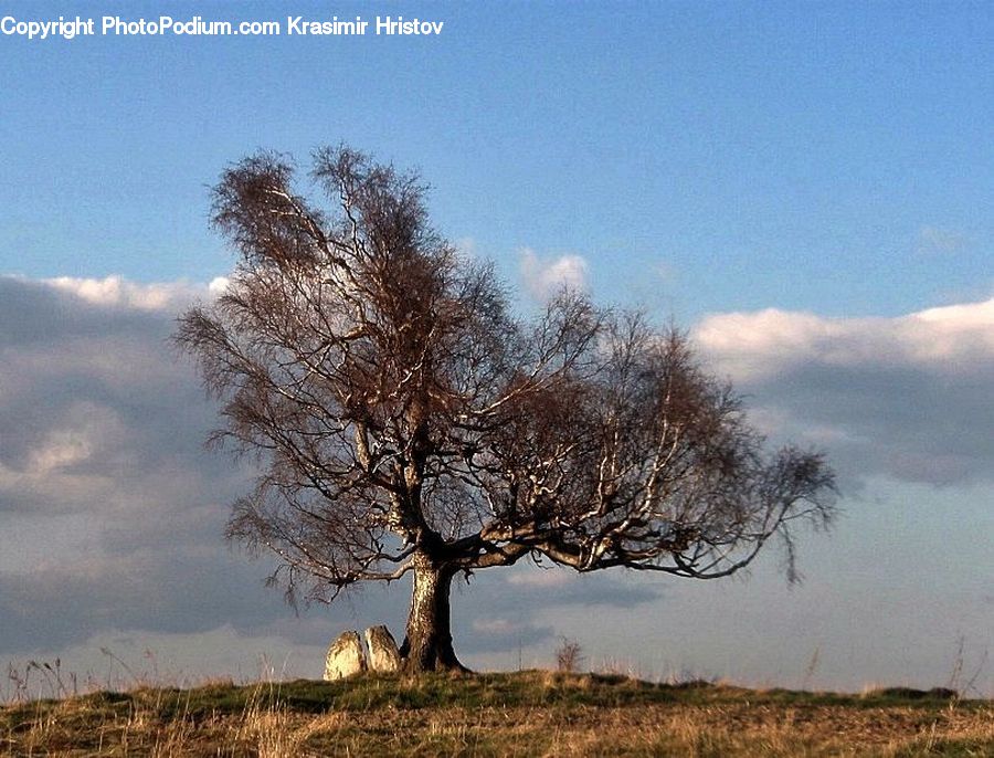 Oak, Tree, Wood, Plant, Field, Grass, Grassland