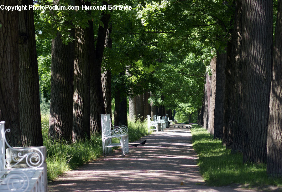 Path, Road, Walkway, Fir, Forest, Grove, Vegetation