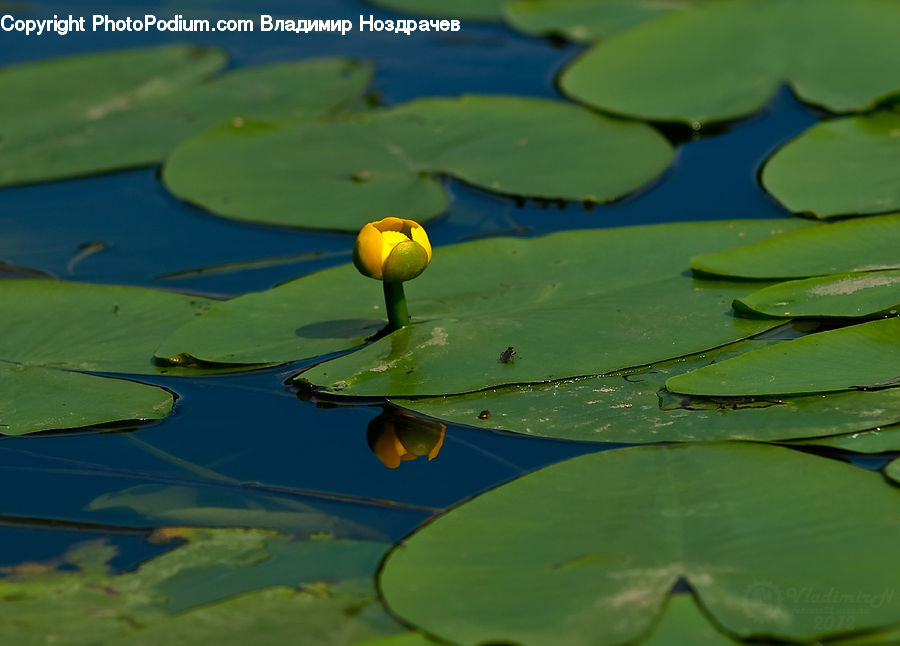 Flower, Lily, Plant, Pond Lily, Blossom, Flora