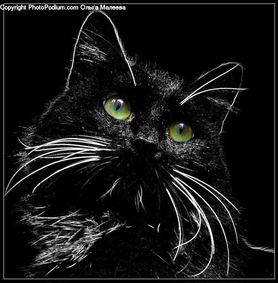 Аватар черный кот. Черная кошка. Котик на черном фоне. Кошачьи мордочки на черном фоне. Черная кошка на черном фоне.