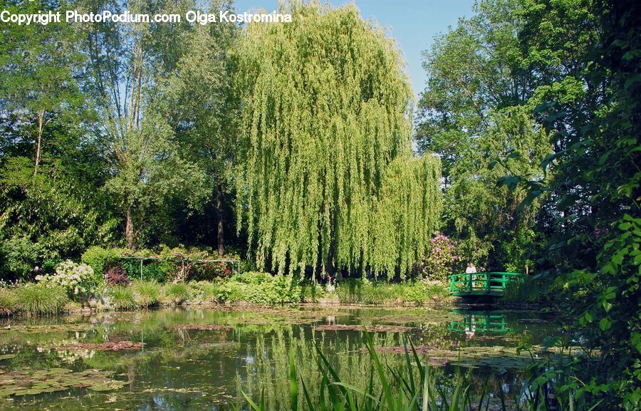 Outdoors, Pond, Water, Plant, Tree, Willow, Conifer