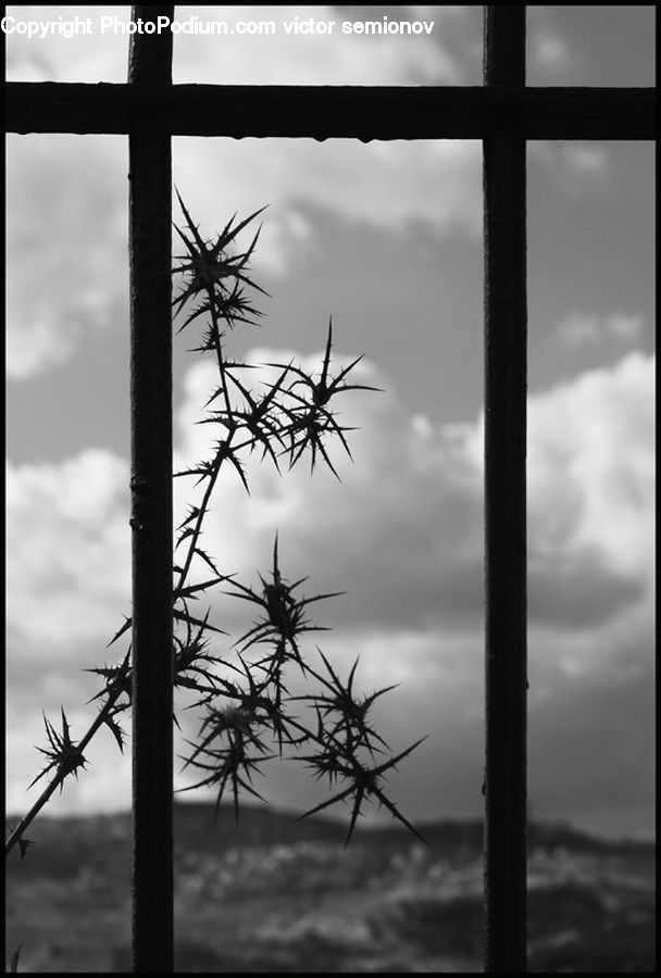 Flora, Flower, Plant, Thistle, Weed, Silhouette, Palm Tree