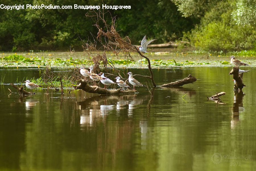 Bird, Waterfowl, Goose, Outdoors, Pond, Water