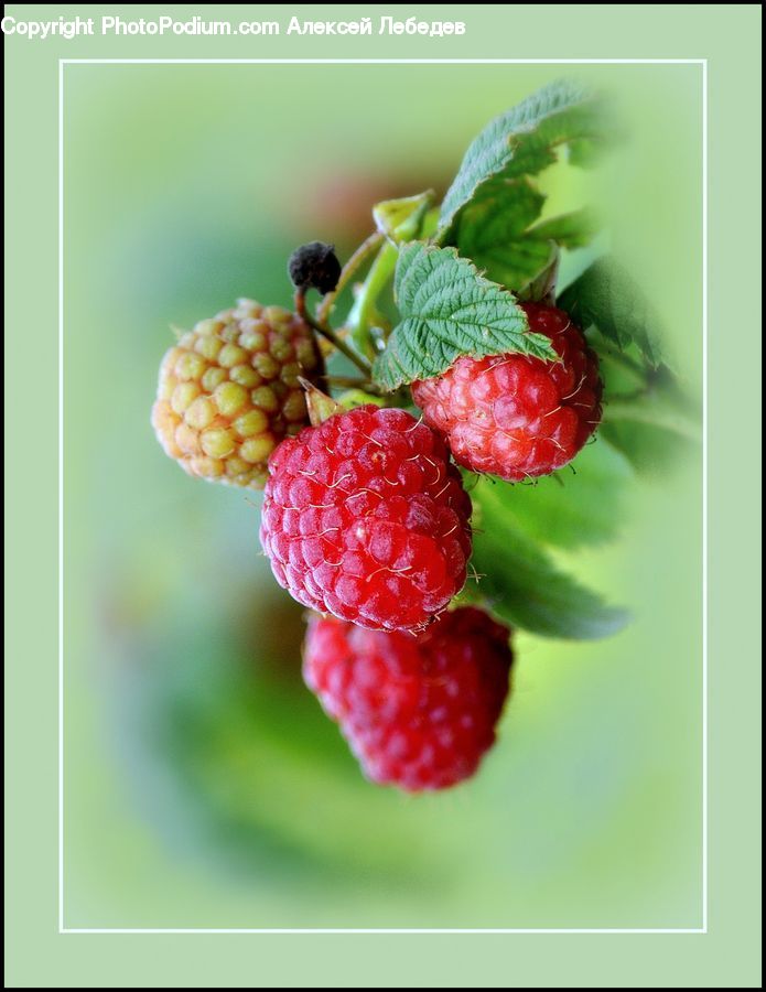Fruit, Raspberry