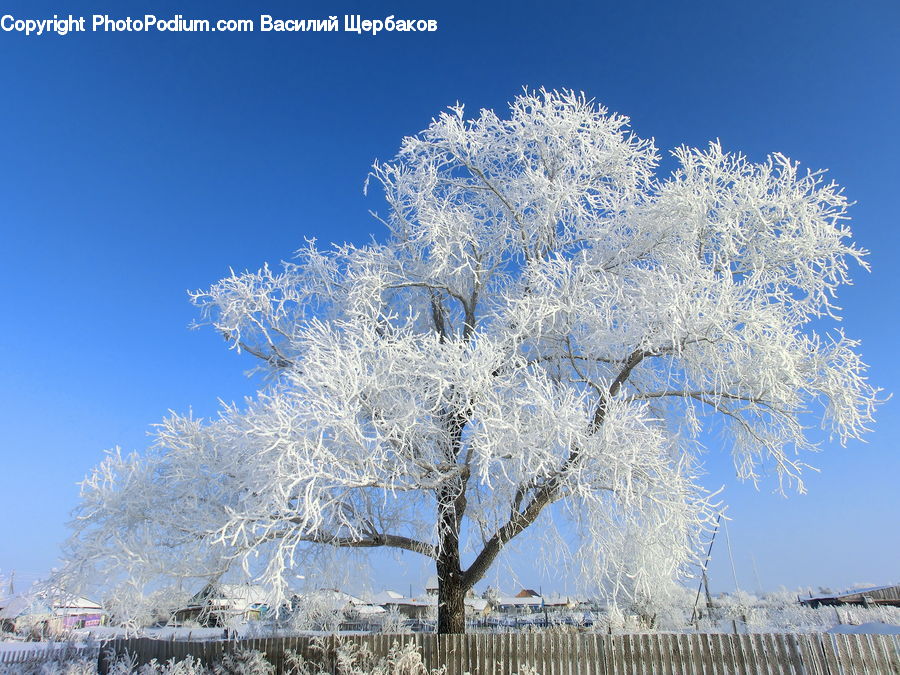 Frost, Ice, Outdoors, Snow, Blossom, Cherry Blossom, Flower