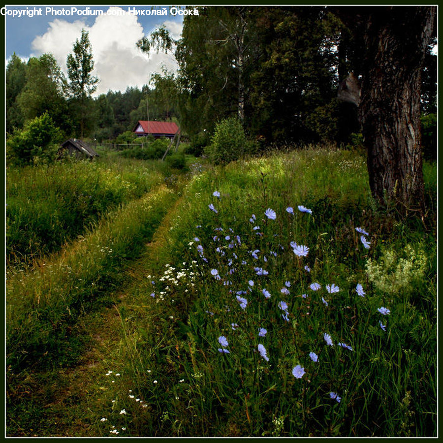 Field, Grass, Grassland, Land, Outdoors, Plant, Dirt Road