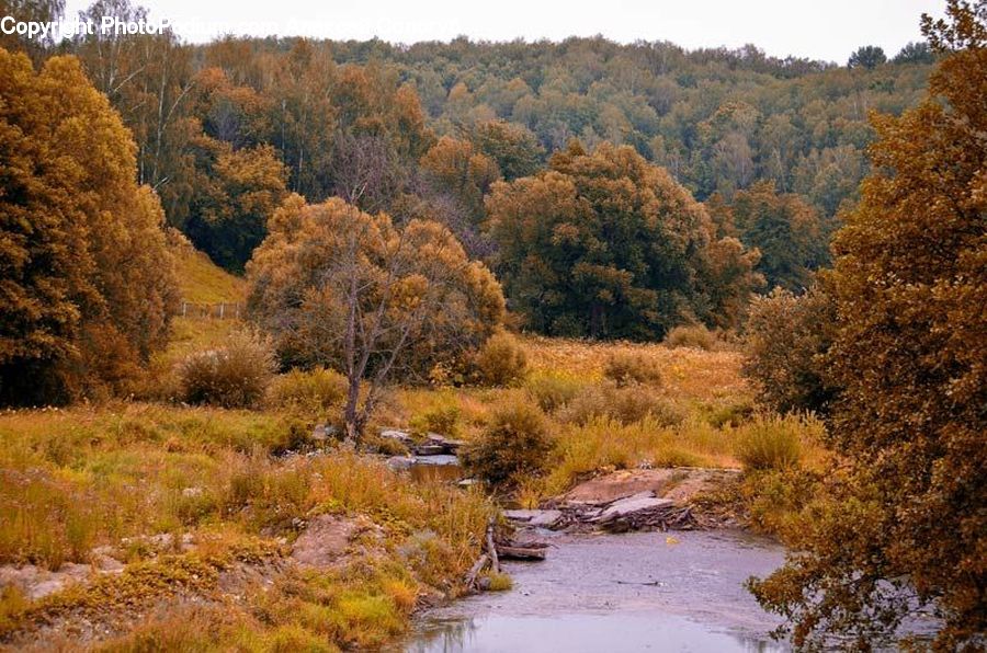 Creek, Outdoors, River, Water, Forest, Vegetation, Grove