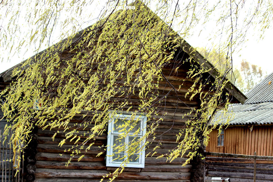 Ivy, Plant, Vine, Building, Cabin, Shelter, Hut