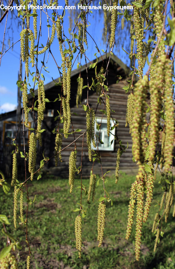 Fern, Plant, Conifer, Fir, Tree, Building, Cottage