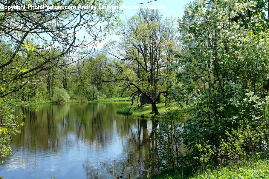 Outdoors, Pond, Water, Forest, Vegetation, Canal, River