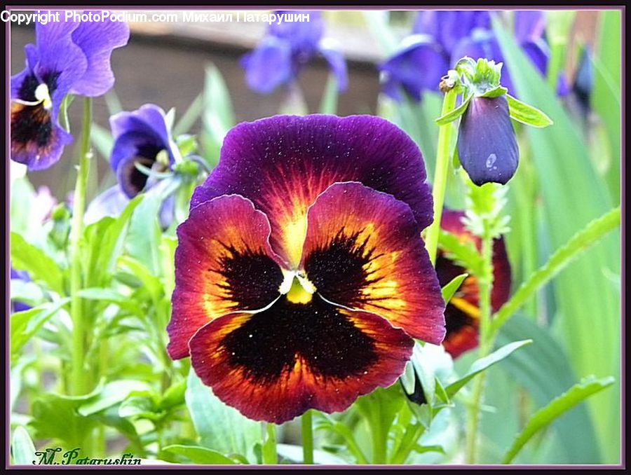 Blossom, Flora, Flower, Pansy, Plant, Iris, Violet