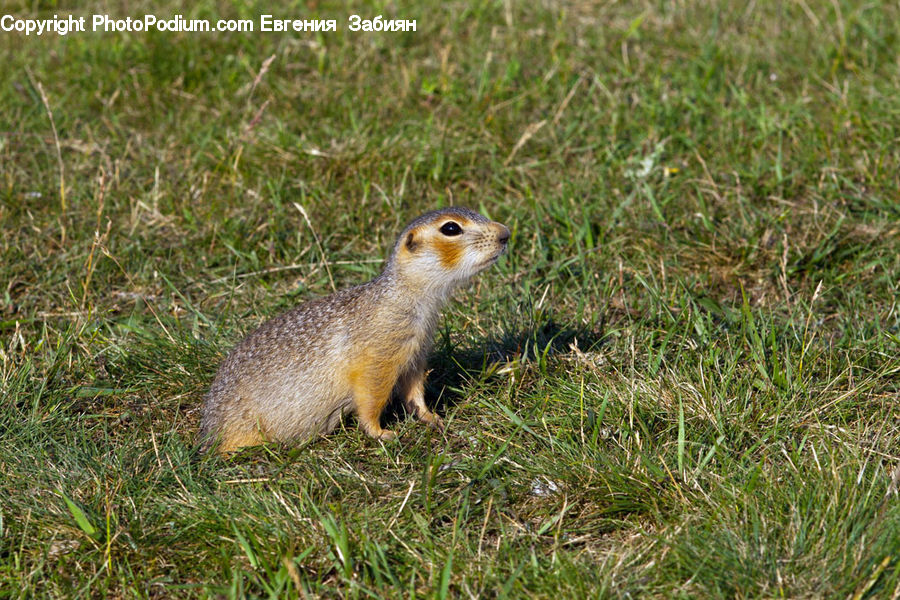 Animal, Mammal, Weasel, Rodent, Field, Grass, Grassland