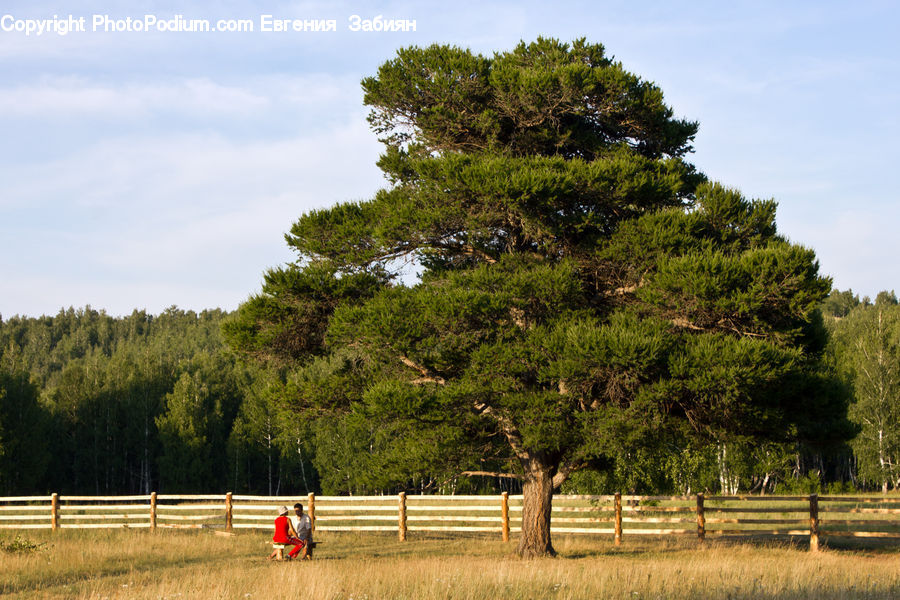 Conifer, Fir, Plant, Tree, Landscape, Nature, Scenery