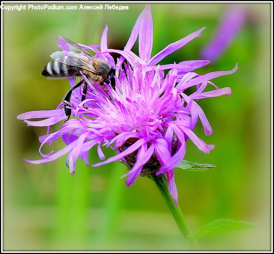 Bee, Insect, Invertebrate, Asteraceae, Blossom, Flora, Flower