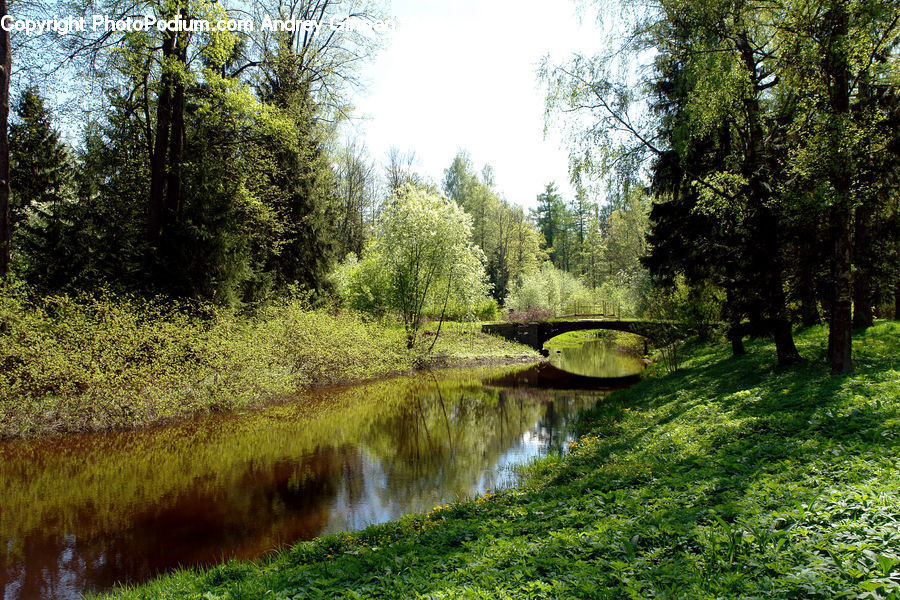 Forest, Vegetation, Canal, Outdoors, River, Water, Grove